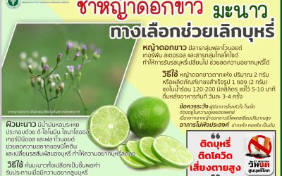 แพทย์แผนไทยชูสมุนไพร “หญ้าดอกขาว-มะนาว” ช่วยเลิกบุหรี่