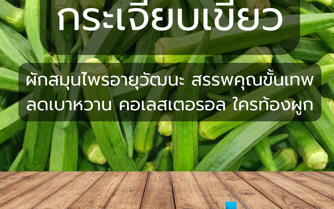 ‘กระเจี๊ยบเขียว’ ผักสมุนไพรอายุวัฒนะ สรรพคุณขั้นเทพ ลดเบาหวาน คอเลสเตอรอล ใครท้องผูก ห้ามพลาด!